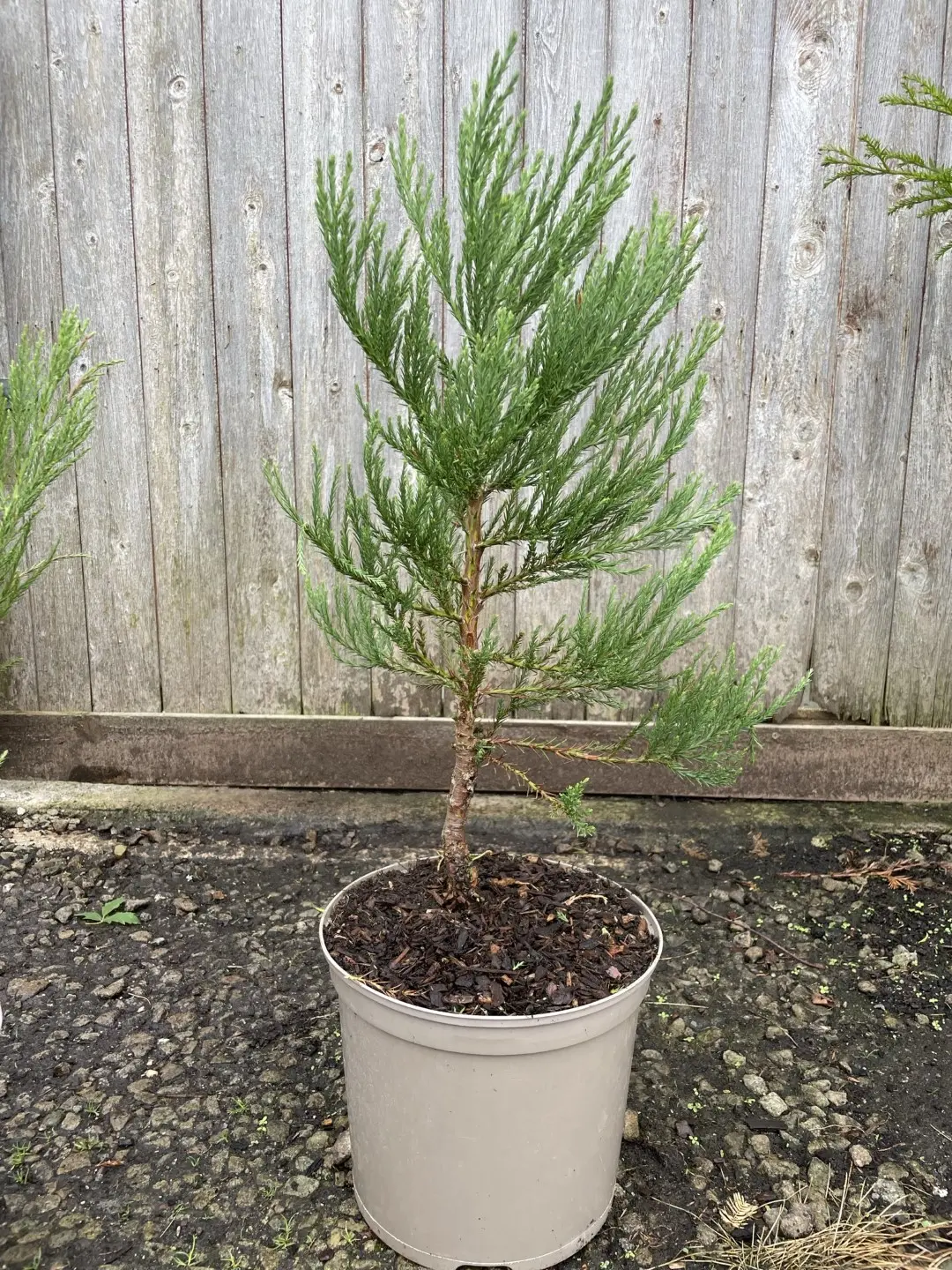 Giant Redwood 60/80cm (7L) - Image 3