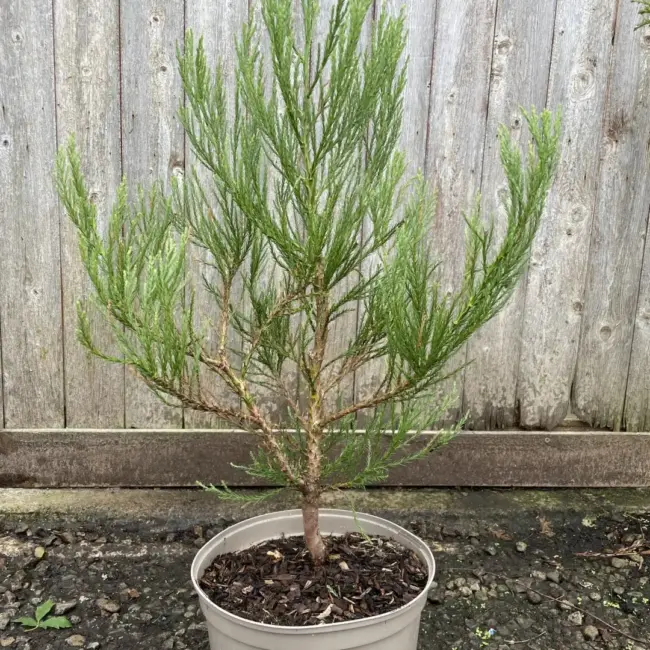 Giant Redwood 60/80cm (10L) - Image 4