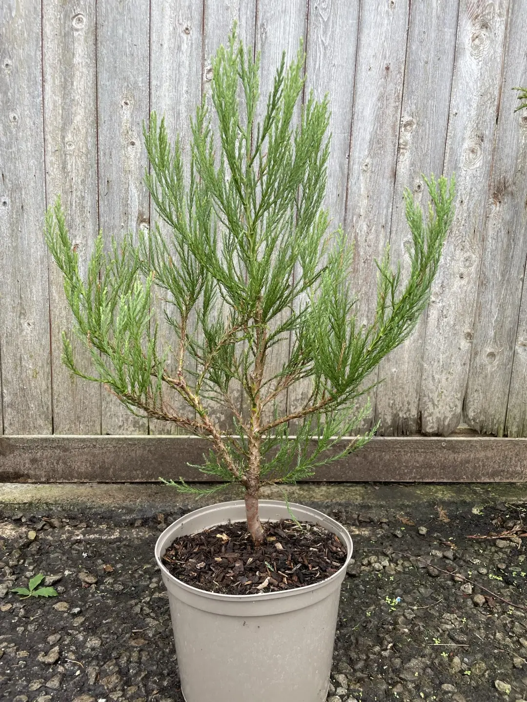 Giant Redwood 60/80cm (10L) - Image 4