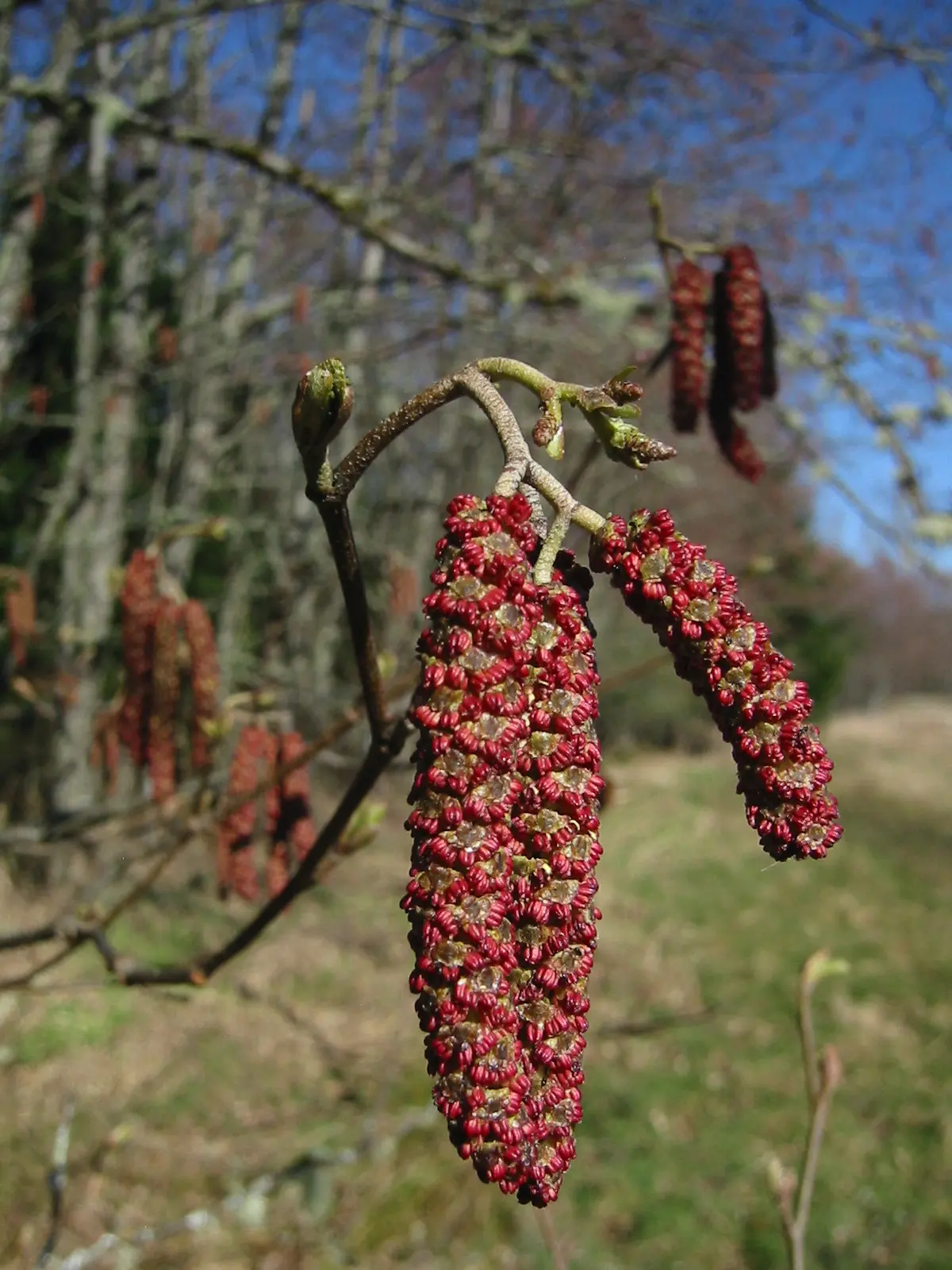 Red Alder 60/80cm (P9T) - Image 3