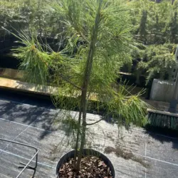 Bhutan Pine - Pinus griffithii syn. wallichiana