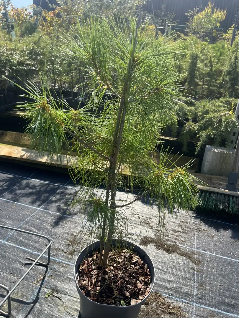 Bhutan Pine - Pinus griffithii syn. wallichiana