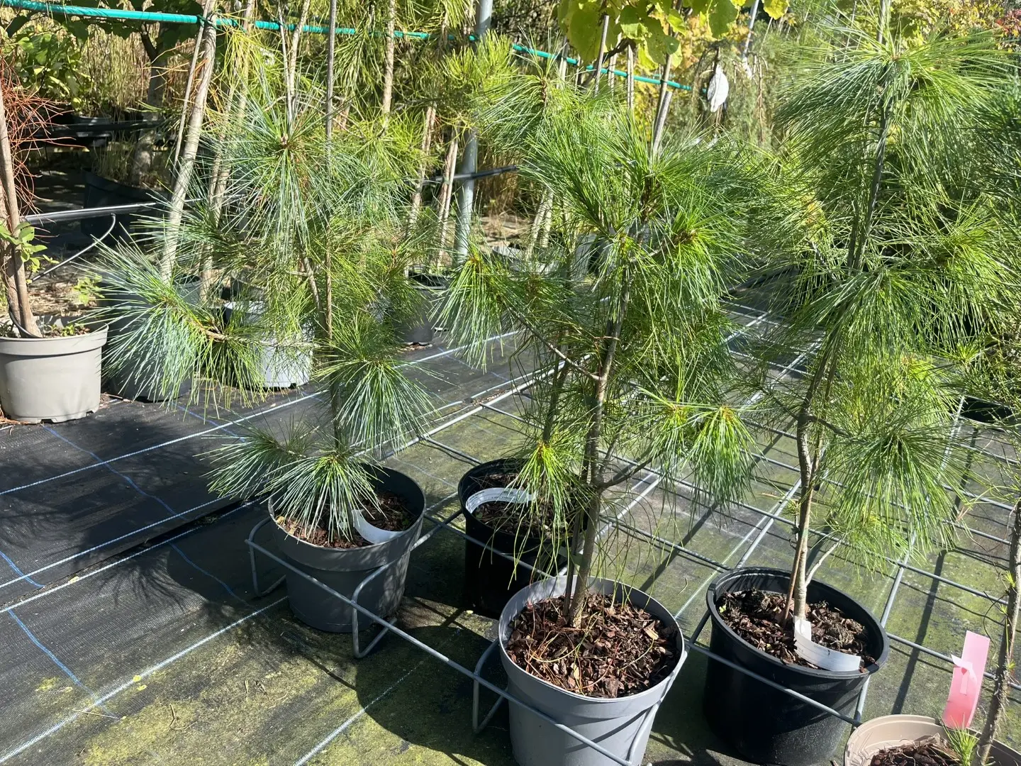 Bhutan Pine - Pinus griffithii syn. wallichiana