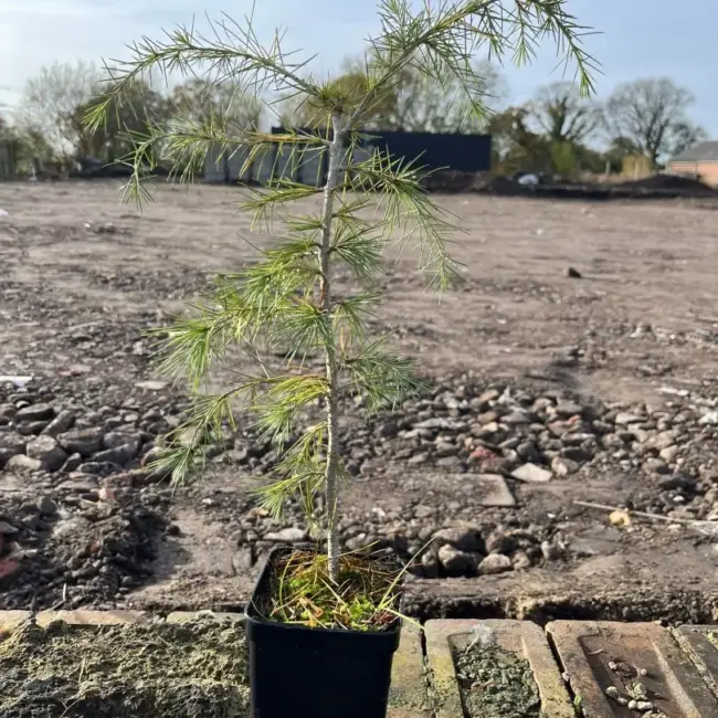 Deodar Cedar 40/60cm (P9T)