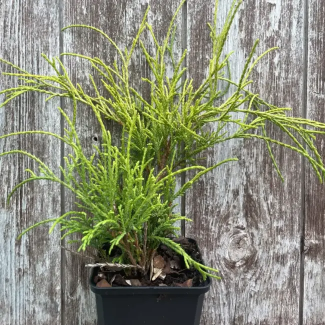 Sawara cypress 'Sungold' (P9)