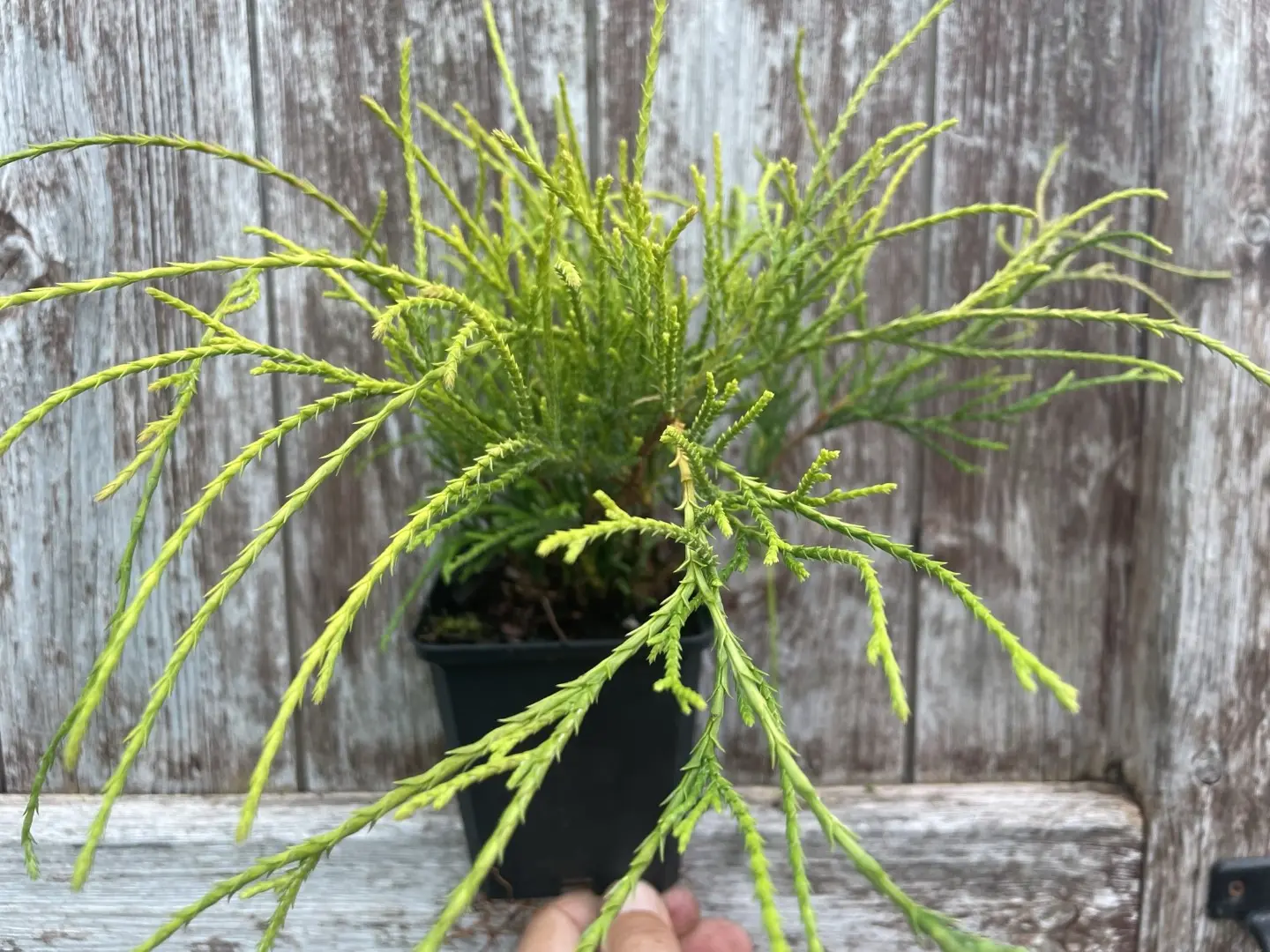 Sawara cypress 'Sungold' (P9) - Image 3