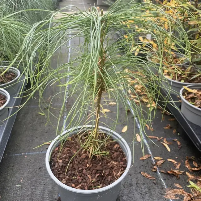 Chinese White Pine 40/60cm (2L) - Image 5