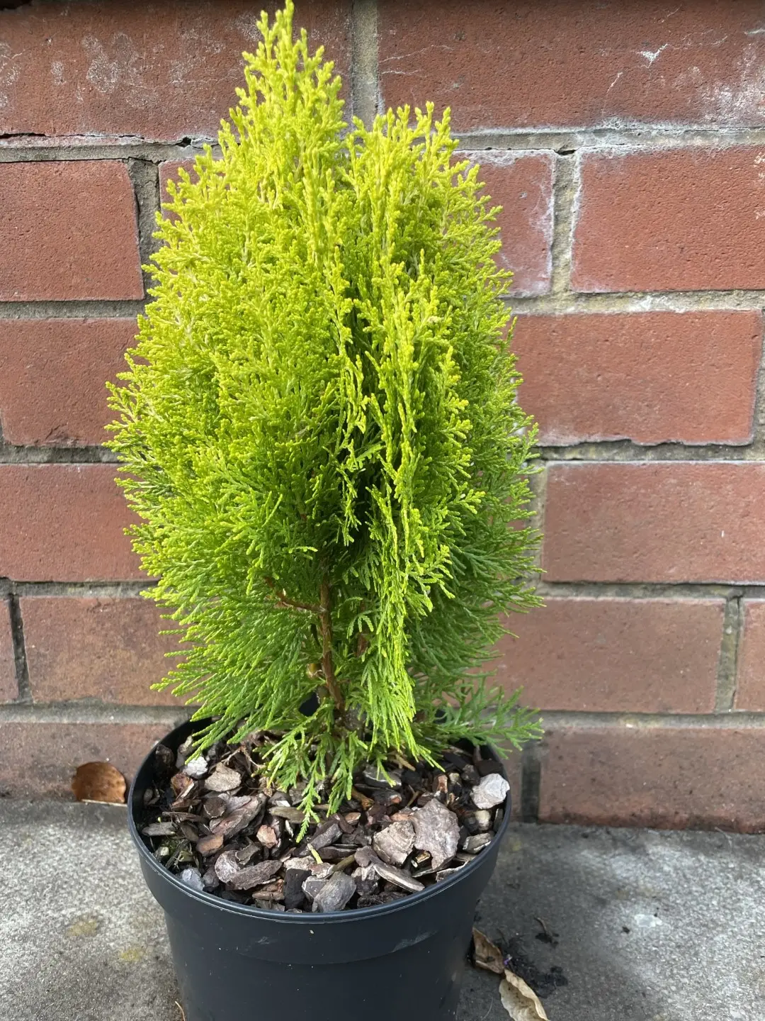 Chinese golden cedar 'Aurea Nana' (2L)