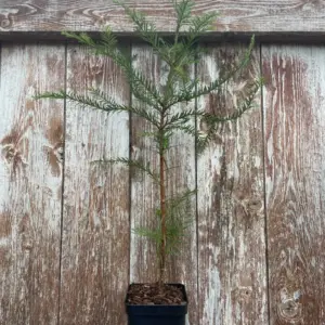 Coast Redwood Tree 40/60cm (P9T)