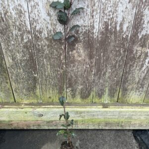 Crab Apple