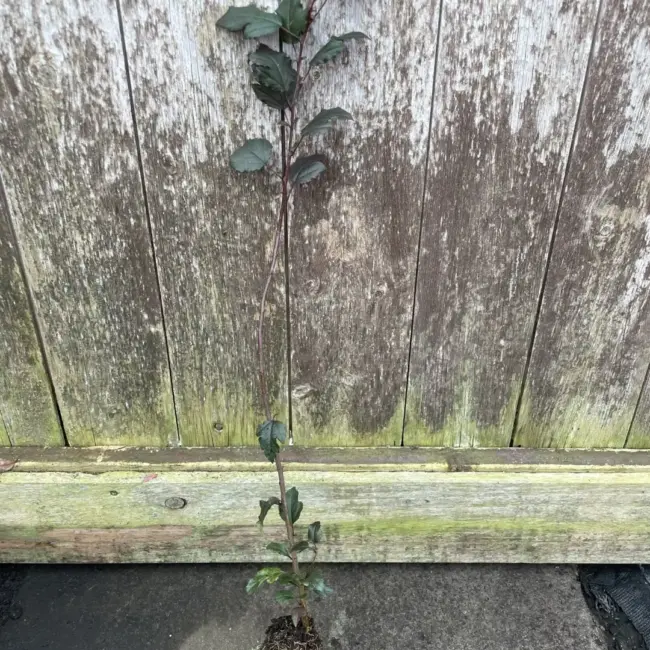 British Native Crab Apple 40/60cm (Cell)