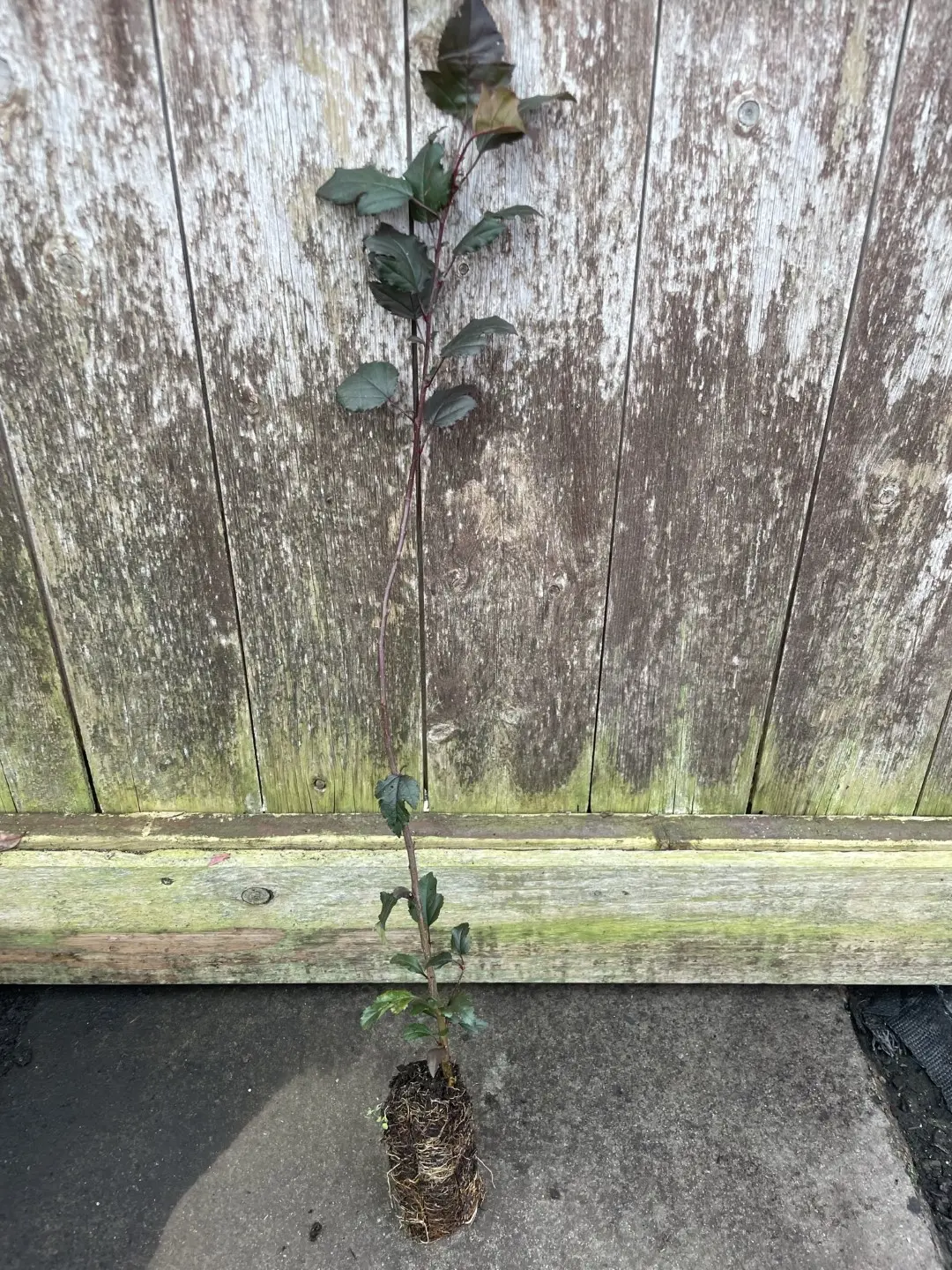 British Native Crab Apple 40/60cm (Cell)