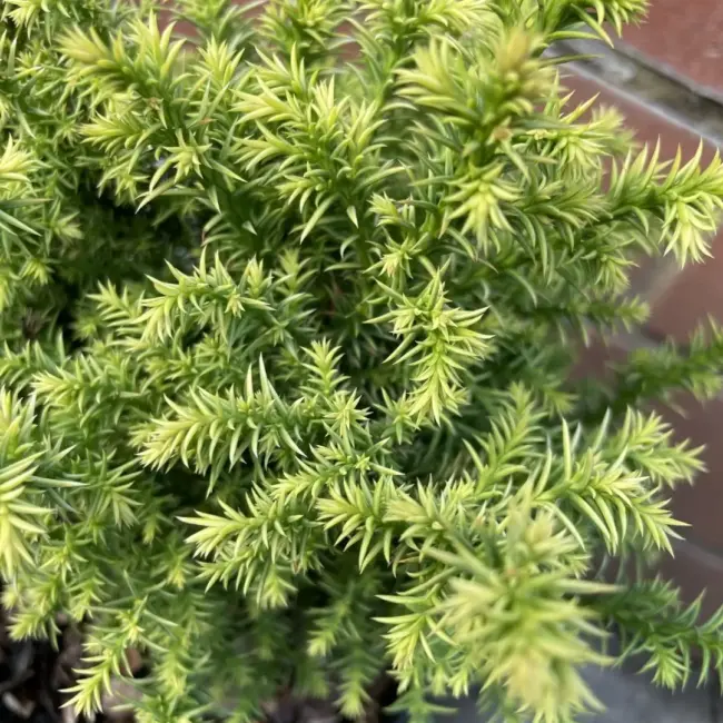 Cryptomeria japonica 'Tilford Gold' 20/40cm (2L) - Image 3