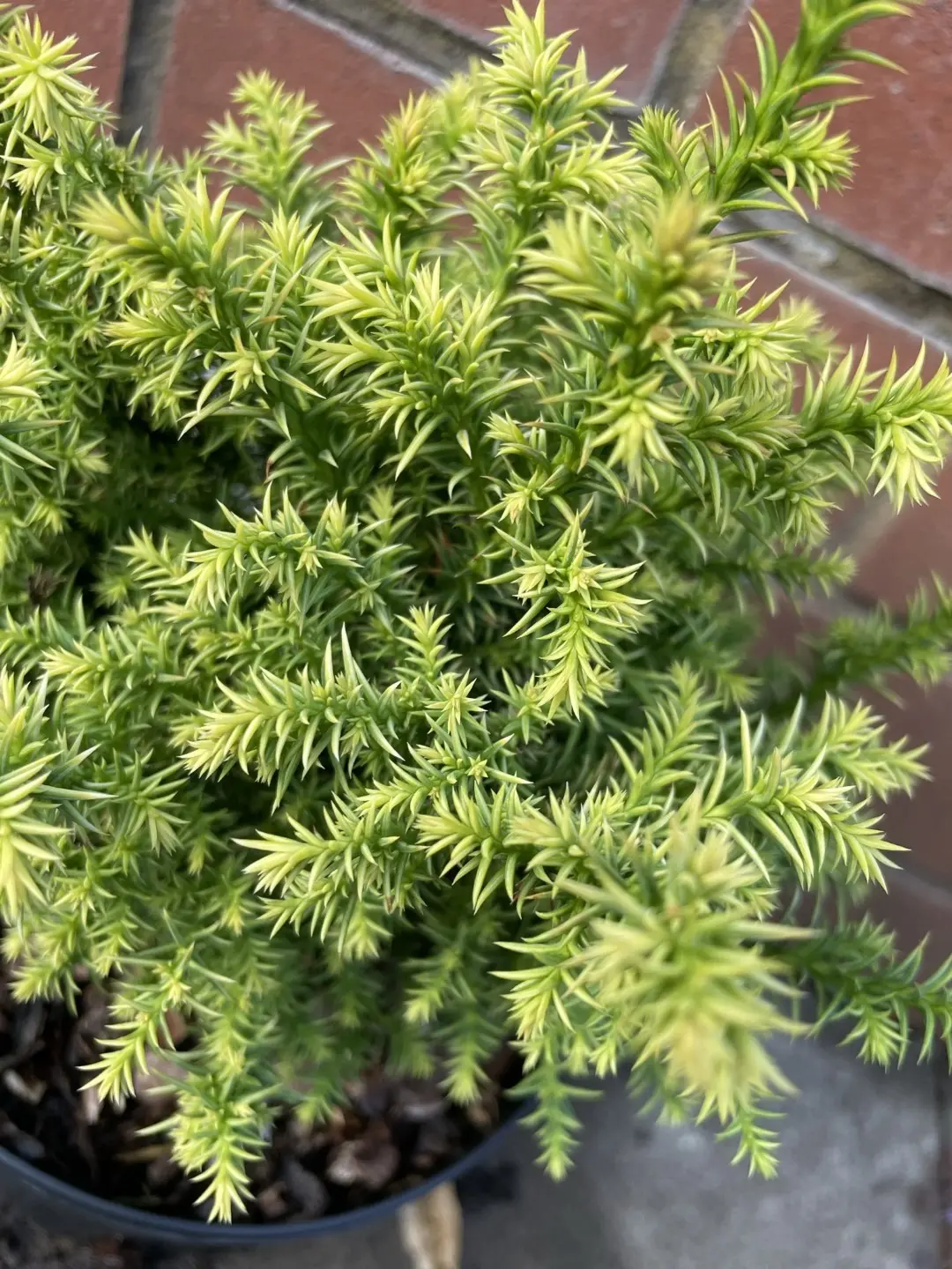 Japanese Red Cedar 'Tilford Gold' 20/40cm (2L) - Image 3
