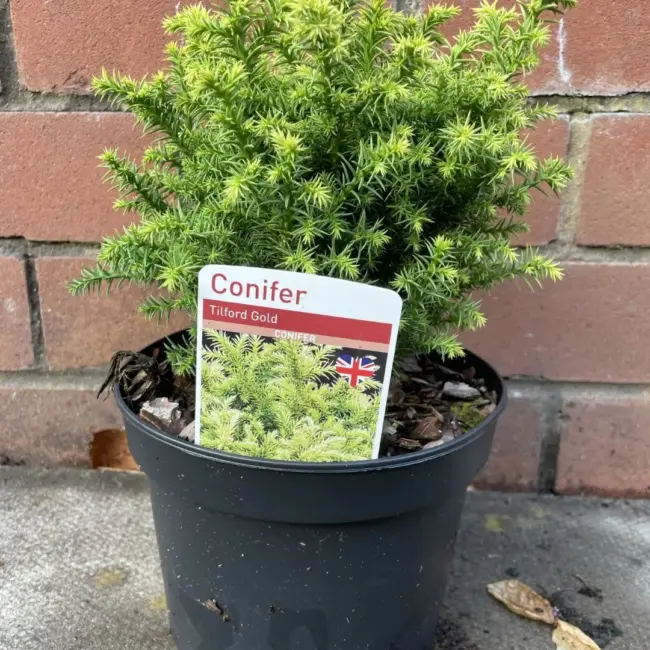 Cryptomeria japonica 'Tilford Gold' 20/40cm (2L) - Image 2