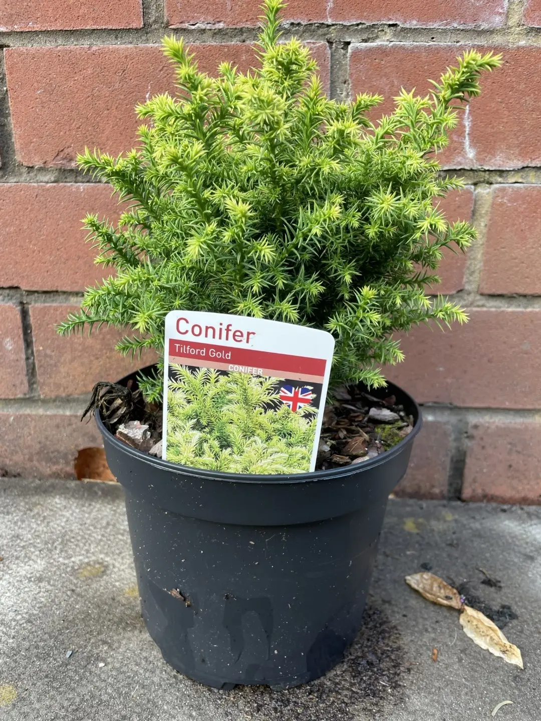 Japanese Red Cedar 'Tilford Gold' 20/40cm (2L) - Image 2