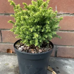 Japanese cedar 'Tilford Gold' 20/40cm (2L)