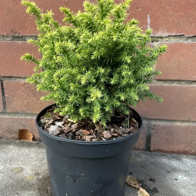Cryptomeria japonica 'Tilford Gold' 20/40cm (2L)