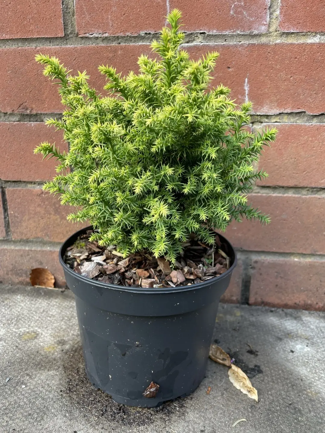 Japanese Red Cedar 'Tilford Gold' 20/40cm (2L)