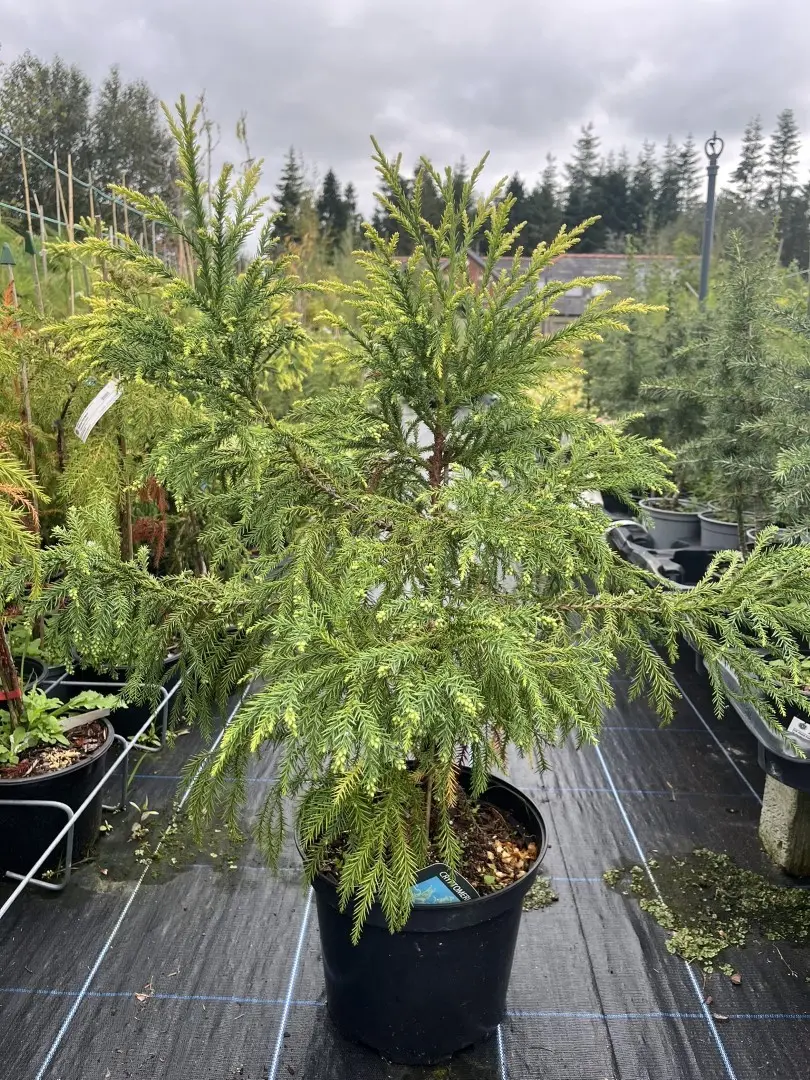 Cryptomeria japonica - Japanese Red Cedar Tree 'Sekkan-sugi'