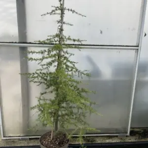 Deodar Cedar 10L 1M