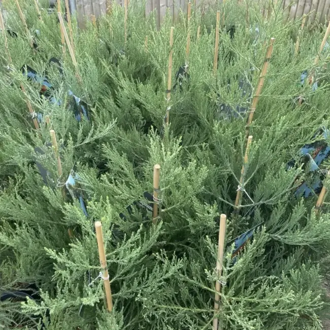Giant Redwood 100/120cm (10 litre) - Image 6