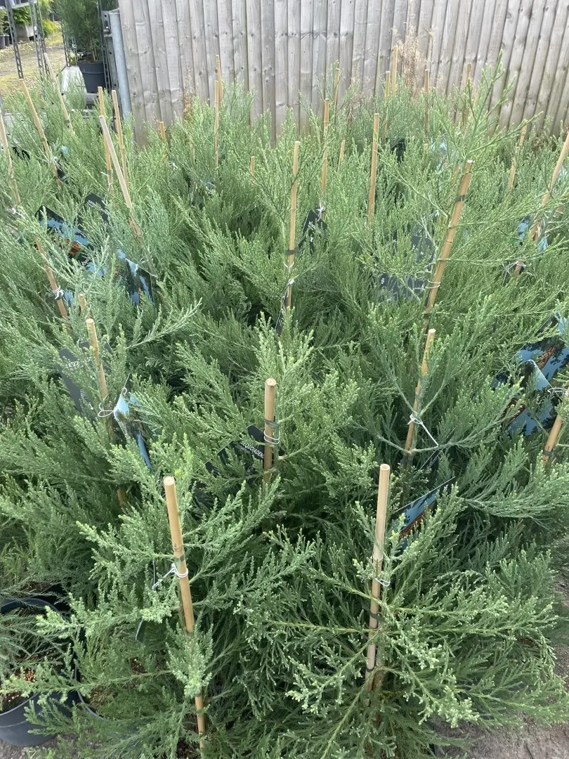 Giant Redwood 100/120cm (10 litre) - Image 6
