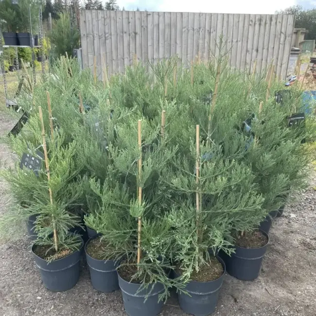 Giant Redwood 100/120cm (10 litre) - Image 5