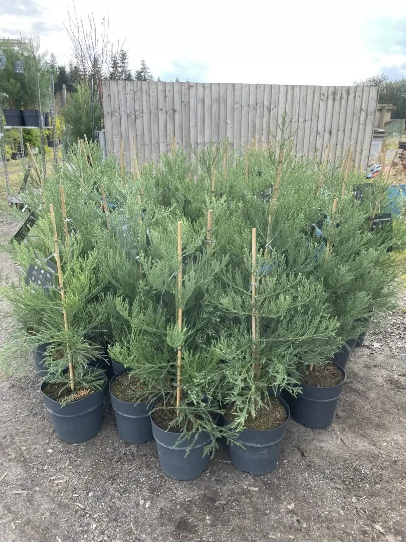 Giant Redwood 100/120cm (10 litre) - Image 5