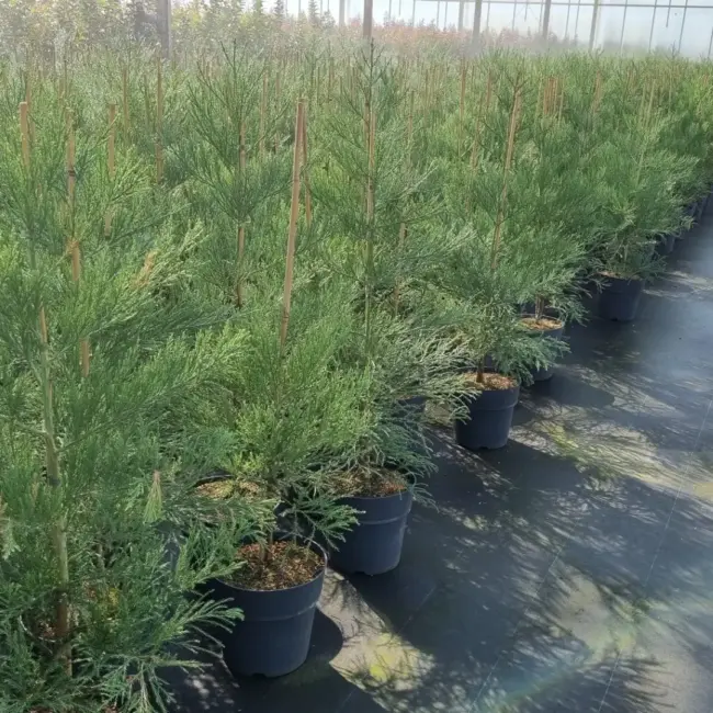 Giant Redwood 100/120cm (10 litre) - Image 4