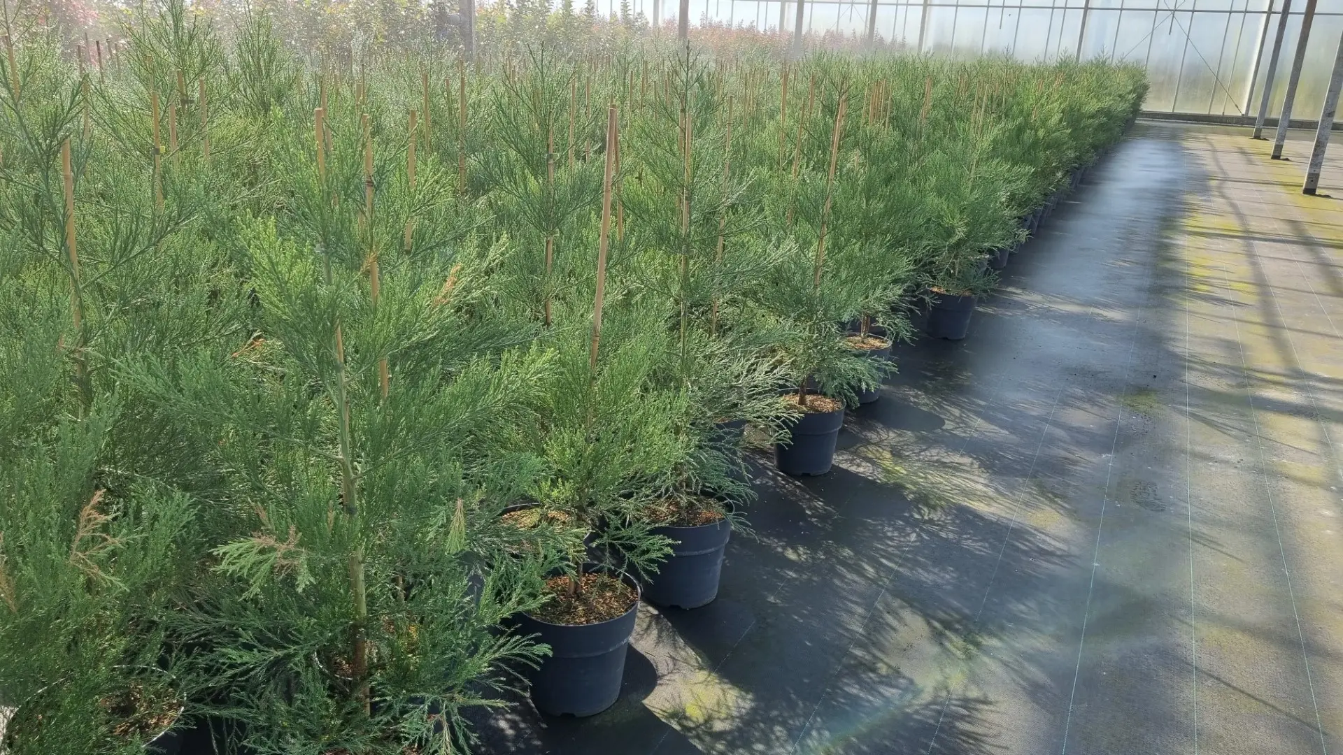 Giant Redwood 100/120cm (10 litre) - Image 4