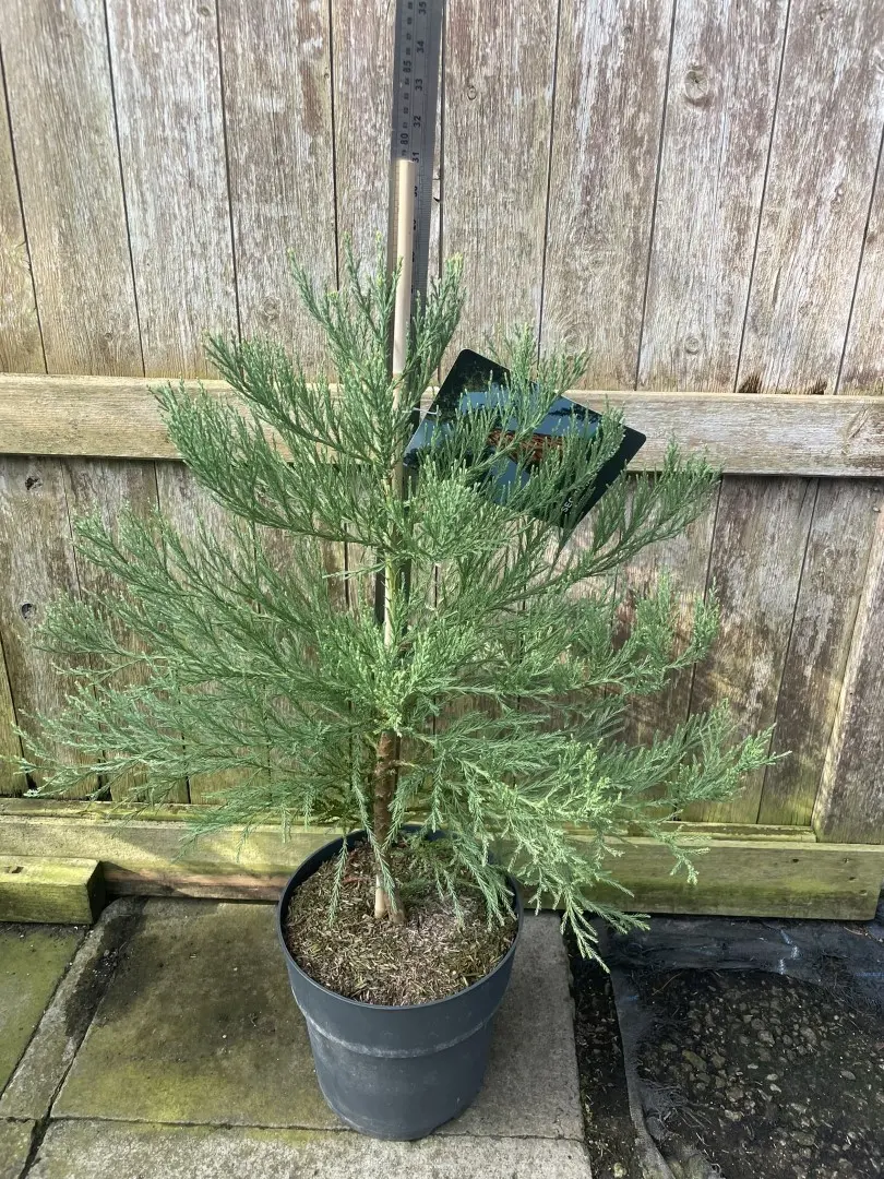 Giant Redwood 60/80cm (10L)
