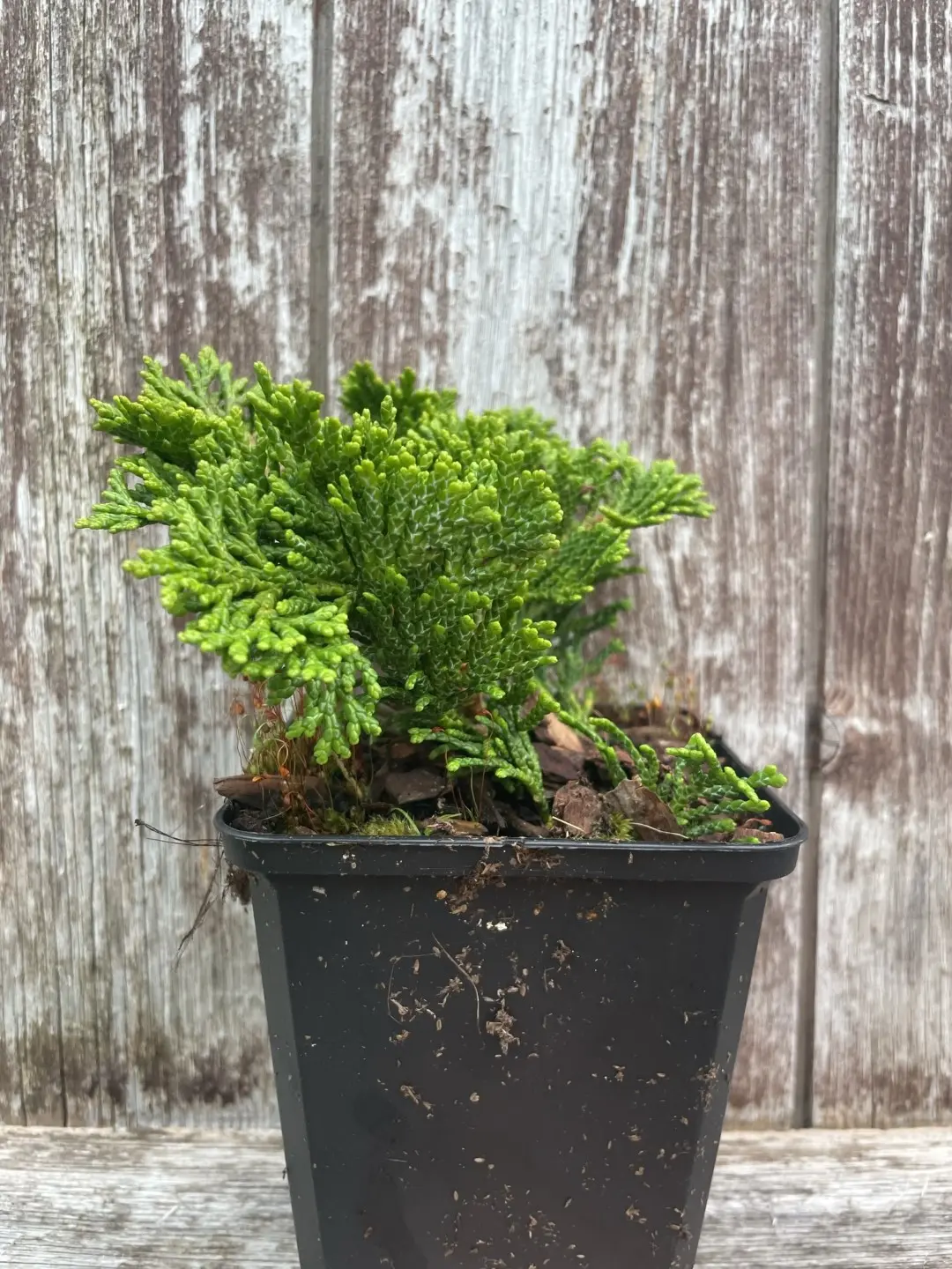 Hinoki Cypress 'Tempelhof' (P9) - Image 4