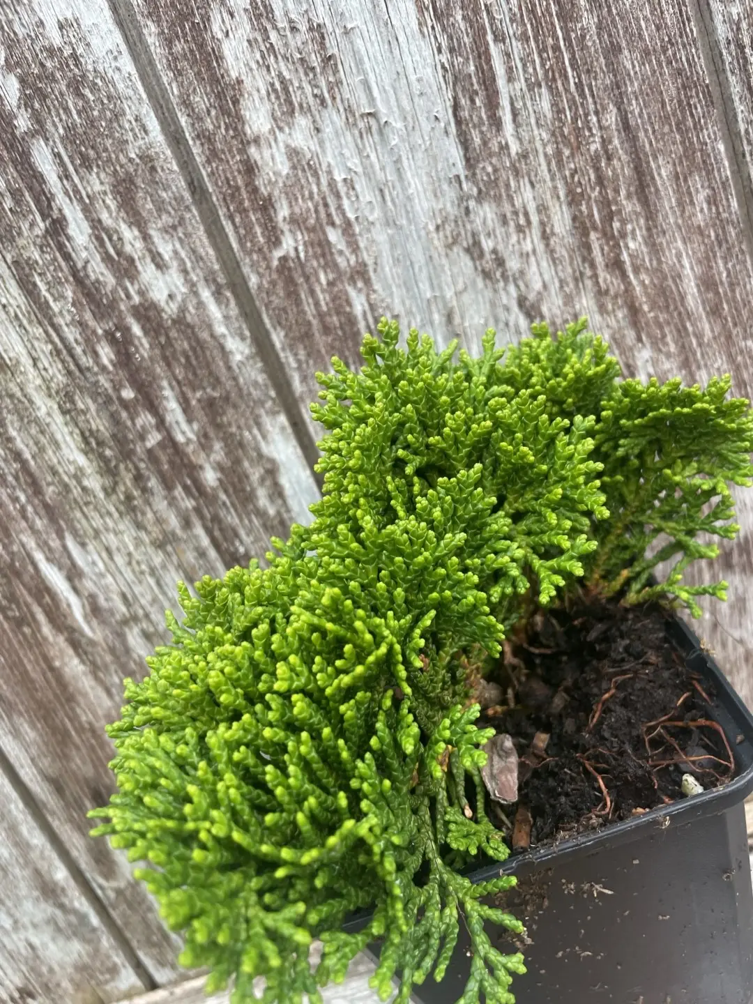 Hinoki Cypress 'Tempelhof' (P9) - Image 3