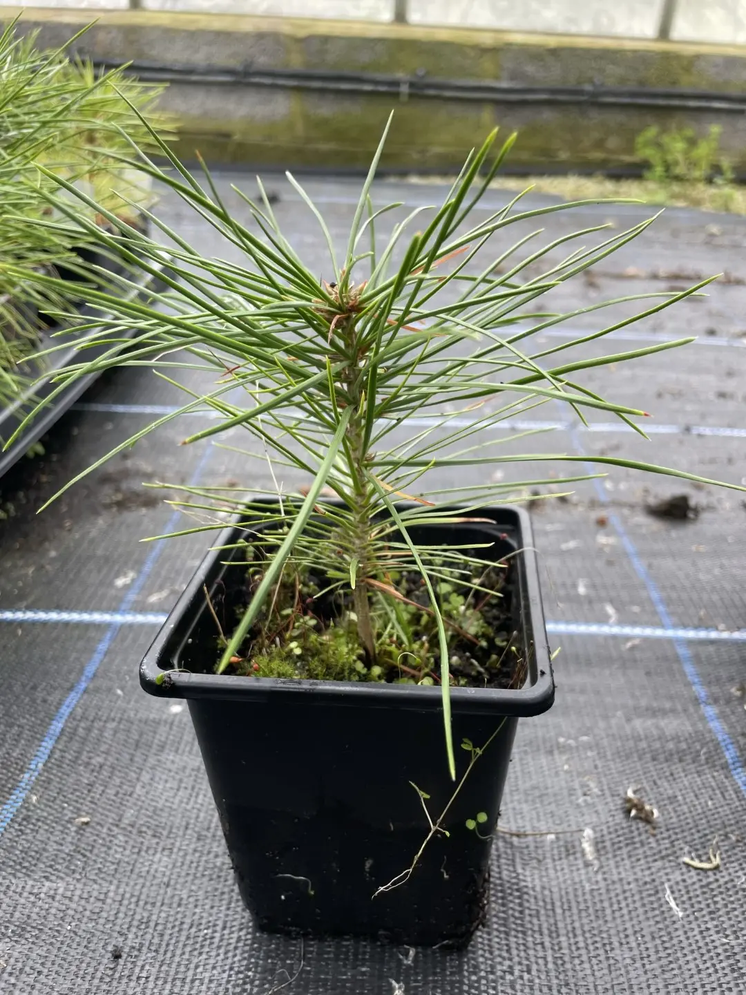 Lacebark Pine Bonsai (P9)