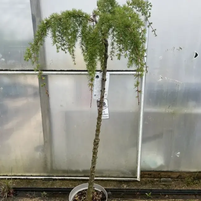 Larix kaempferi 'Stiff Weeping' (10L) - Image 3