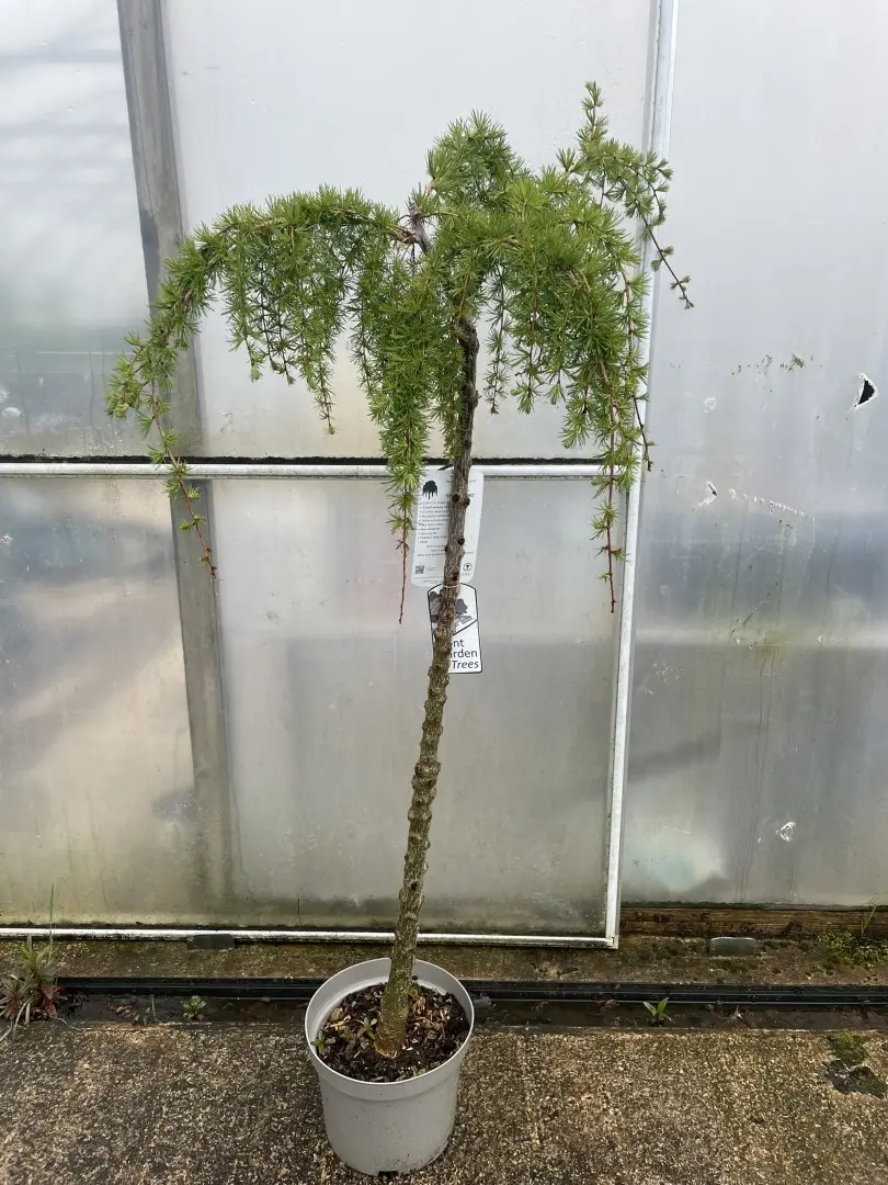 Japanese Larch 'Stiff Weeper' 175/200cm (25L) - Image 3
