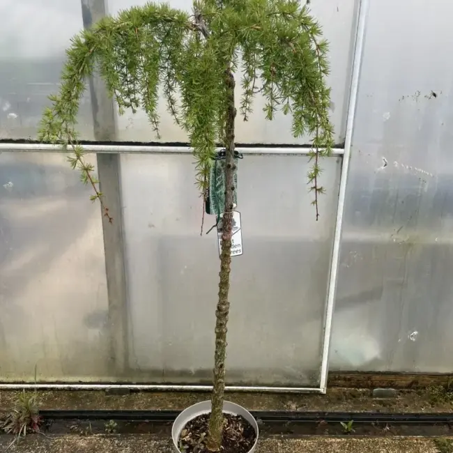 Larix kaempferi 'Stiff Weeping' (10L) - Image 4