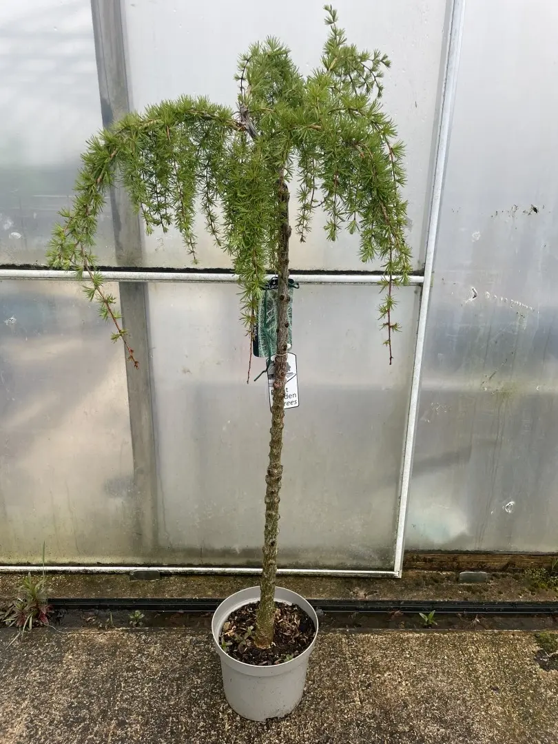 Japanese Larch 'Stiff Weeper' 175/200cm (25L) - Image 4