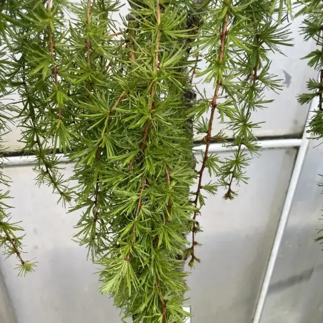 Larix kaempferi 'Stiff Weeping' (10L) - Image 5