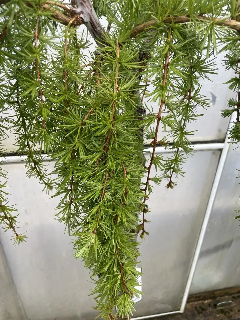 Japanese Larch 'Stiff Weeper' 80/100cm (10L) - Image 4