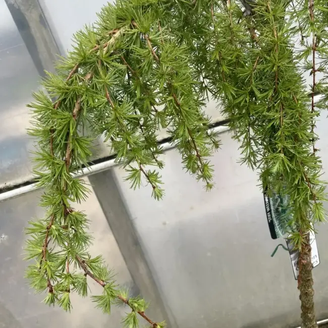 Larix kaempferi 'Stiff Weeping' (10L) - Image 6
