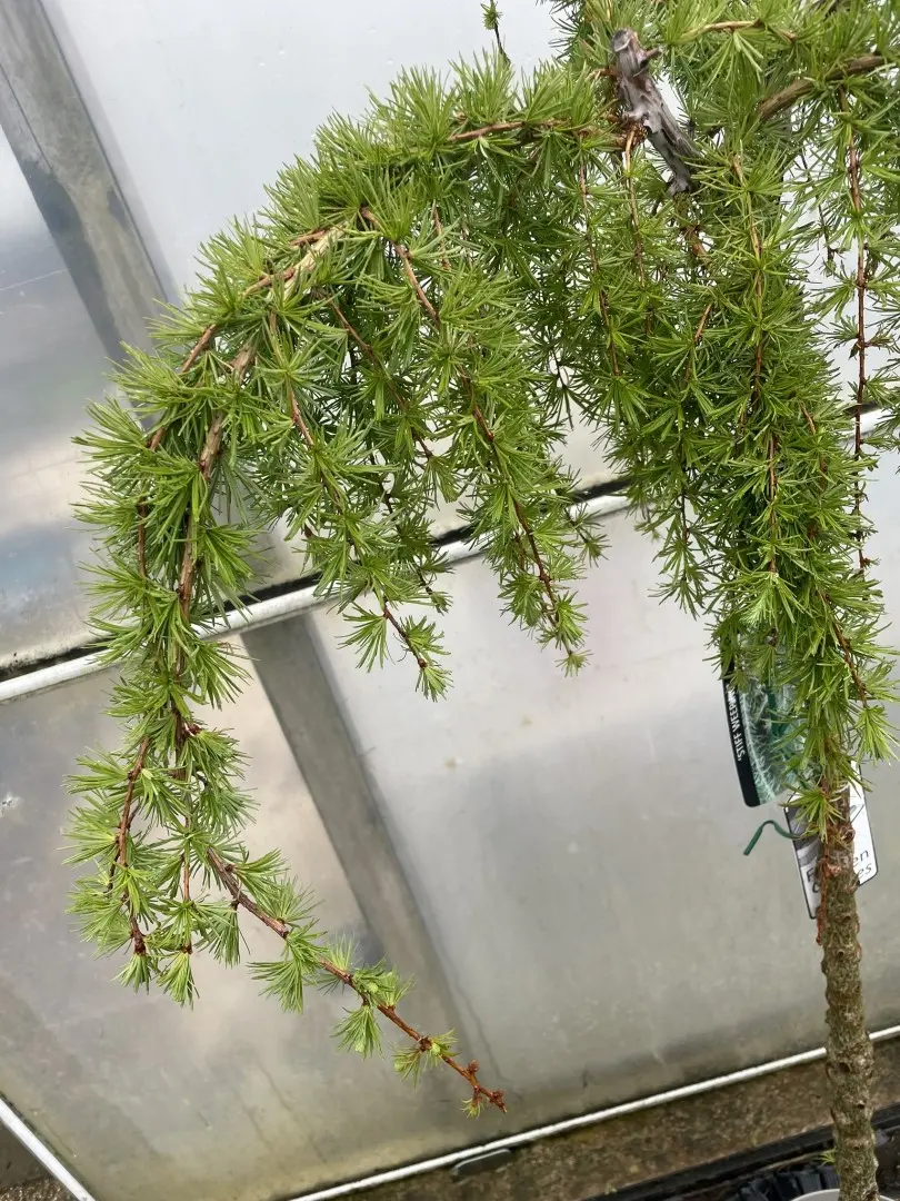Japanese Larch 'Stiff Weeper' 80/100cm (10L) - Image 5