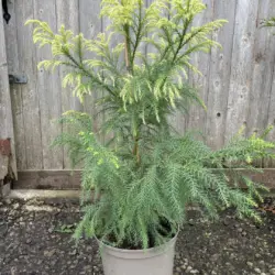 Japanese Red Cedar Tree 'Sekkan-sugi' 60/80cm (10L)
