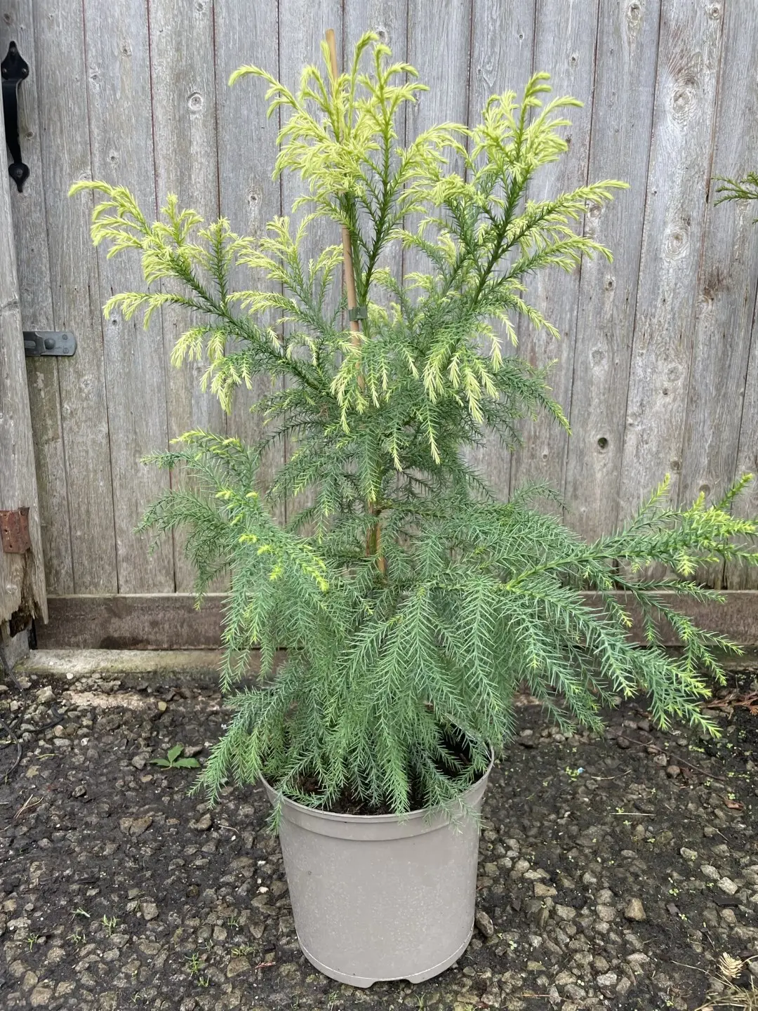 Japanese Red Cedar Tree 'Sekkan-sugi' 60/80cm (10L)