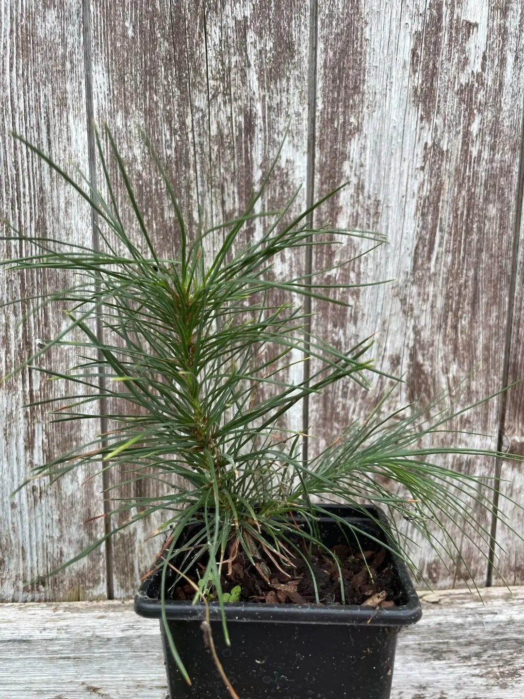 Lacebark Pine Bonsai (P9) - Image 6