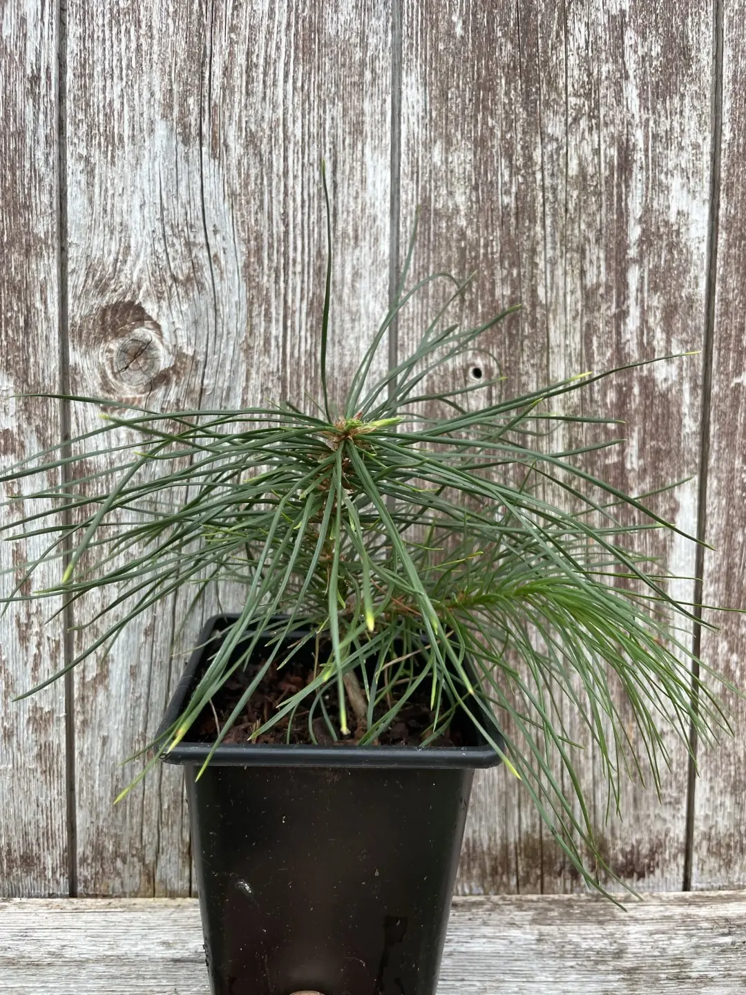 Lacebark Pine Bonsai (P9) - Image 5