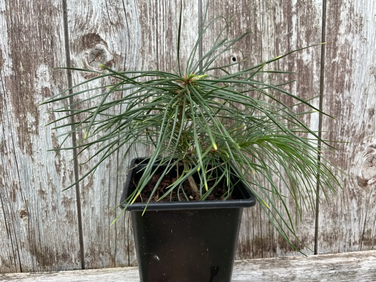 Lacebark Pine Bonsai (P9) - Image 4