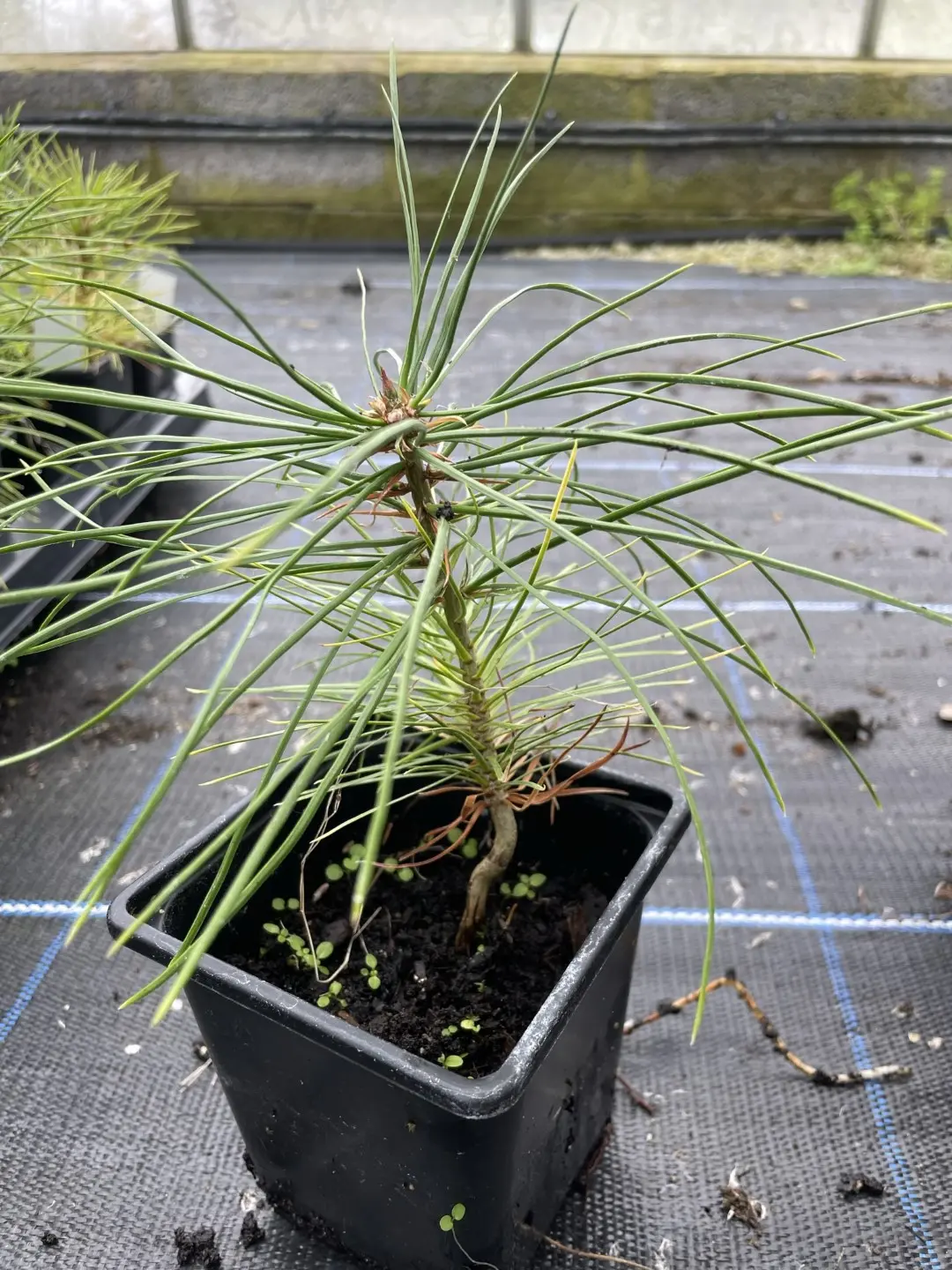 Lacebark Pine Bonsai (P9) - Image 3