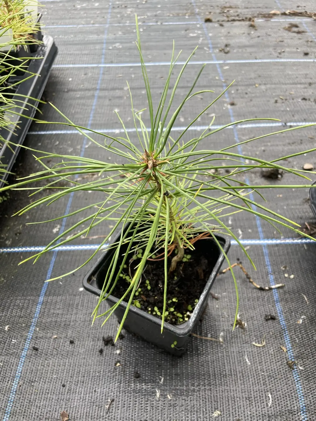 Lacebark Pine Bonsai (P9) - Image 2